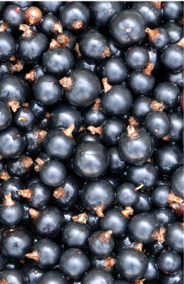 Cassis