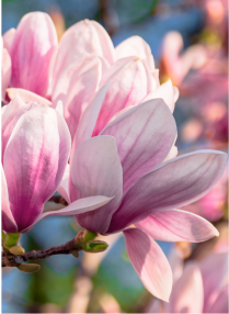Magnolie