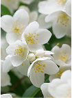 HERZNOTE Jasmin