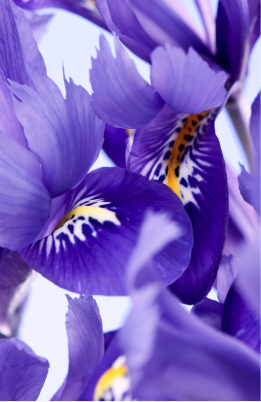 Angel Schlesser parfums fiori di Iris
