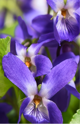 Angel Schlesser Parfums violetta