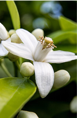 Neroli