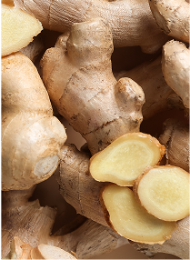 olfactory note ginger