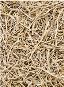 olfactory note vetiver