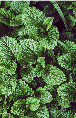 olfactory note menta