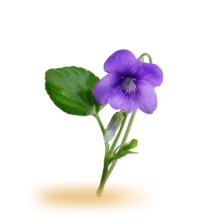 Angel Schlesser Parfums Fiore di violetta