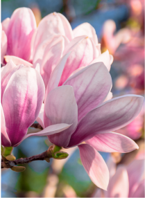 magnolia nota cuore