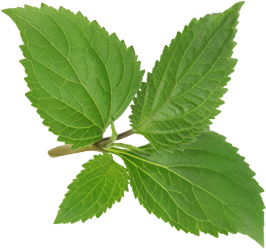 nota olfattiva patchouli