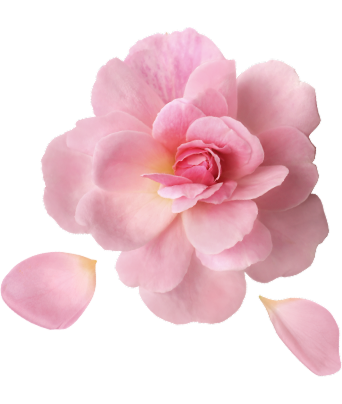 nota olfattiva rosa damascena