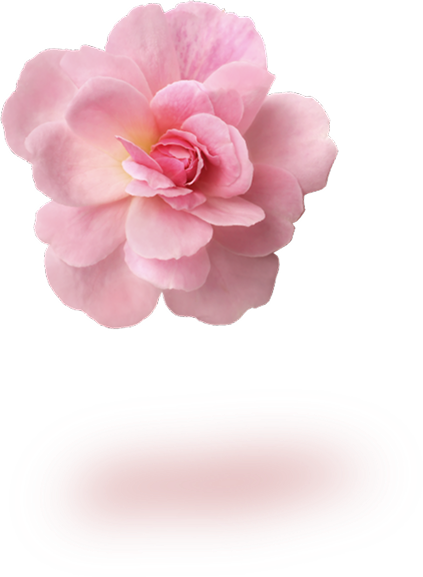 rosa damascena